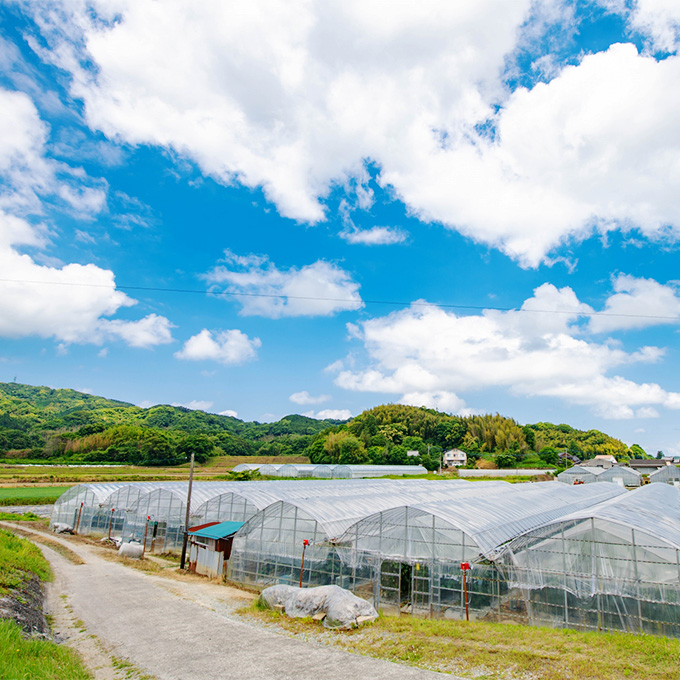 有水農園の野菜の魅力